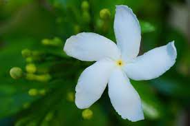 Adapun nama ilmiah bunga kamboja adalah plumeria rubra l.cv acutifolia. Melati Wikipedia Bahasa Indonesia Ensiklopedia Bebas