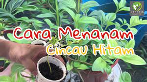 Ketahui perbizaan fizikal pokok #cincauhijau dan #cincauhitam dengan mudah.pokok cincau hitam lebih mudah ditanam.anak pokok ini dalam proses pembesaran dan. Cincau Hitam Cara Mudah Menanam Cincauhitam Dari Keratan Batang Youtube