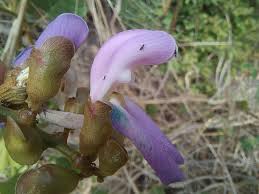 Image result for Canavalia africana