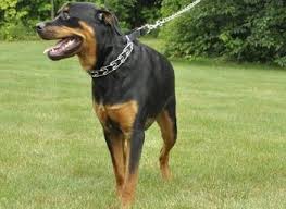 If you don't know what prong collars for dogs are or you've never had experience with one, they are collars made with interlocking links. 10 Best Prong Chain Collars For Dogs Reviews 2021 Doggie Designer