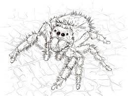 Realistic Spider Coloring Page Spider Coloring Page Mermaid Coloring Pages Insect Coloring Pages