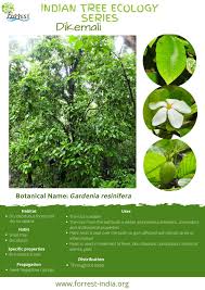 Image result for Gardenia resinifera