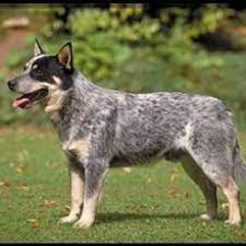 Bringing Home Your Blue Heeler