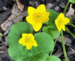 Invasive alien plant species of virginia. Vnps Home Virginia Native Plant Society