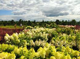 Great savings & free delivery / collection on many items. Foto Von Garden Center Garden Shop Id 152981040 Lizenzfreie Bild Stocklib