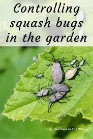 It's a fairly simple vegetable to chop and cook, and it can add a quick splash of green and a pleasant taste to your meal. How To Control Squash Bugs In The Garden Feathers In The Woods