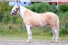 Image result for tbn:tVj6rqcH-AQR9M::www.pregonagropecuario.com.ar/images/caballo_overo.jpg