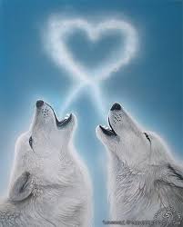 Loba Mi Amor Fondo De Pantalla Lobo Fotos De Lobo Lobos Enamorados