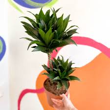 Image result for Dracaena fragrans