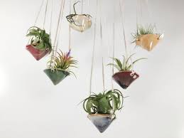 Discover quality hanging air plants on dhgate and buy what you need at the greatest convenience. How To Care For The Lovely Air Plants That Adorn Your Home