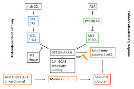 Regulation Of Stomatal Opening And Histone Modification By Photoperiod In  Arabidopsis Thaliana | Scientific Reports
