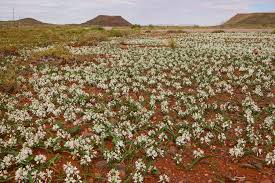 Image result for Chlorophytum calyptrocarpum