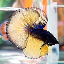 The blue dragon mustard gas halfmoon tail betta fish is an amazing creature. Pin On Betta Fish