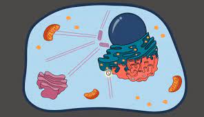We did not find results for: Top 30 Organelles Of Cell Gifs Find The Best Gif On Gfycat