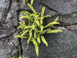 Image result for Pleopeltis  × simiana