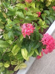 Maybe you would like to learn more about one of these? Ixora Ixora Coccinea This Flowering Shrub Is Native To South India And Shri Lanka This Popular Landscape P Landscaping Plants Flowering Shrub Plant Growing
