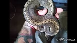 100 Subscriber Update And Snake Shed Snake Shedding Snake Reptiles