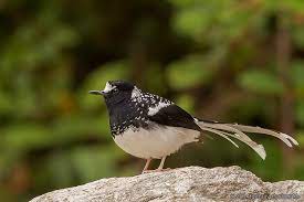 セボシエンビシキチョウ spotted forktail enicurus maculatus beautiful birds beautiful creatures animals