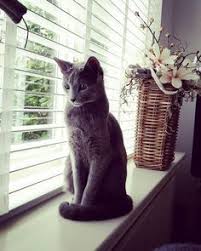 Best Russian Blue Cat Personality Images Ideas Most Affectionate Cat Breed How Much A Fluffy Russian Blue Kitty Ki Russian Blue Cat Cat Breeds Russian Blue
