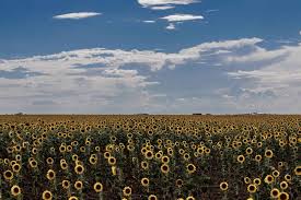 Learn more about florists in lubbock on the knot. Green Cremation Services In Lubbock Green Cremation Texas