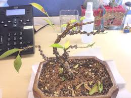 During the fall, the inner, older foliage of most evergreen conifers dies and new needles take its place. No Sure Why But Leaves Are Turning Brown And Falling Overnight I Have It Under 2 Fluorescent Lights Recently Gave It A Little New Fertilizer Water It As Soon As It S Dry