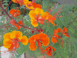 Best found in woodlands and hillsides, they can be identified by tight clusters of red, yellow, or orange flowers that bloom from branches of a shrub. Texas Bush Orange Flowers Tjs Garden