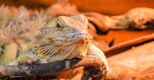 How to take care of a bearded dragon. Bearded Dragon Care What You Ll Do Daily Weekly Monthly