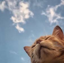 Pin By Panisa Satmak On Felines Cute Cat Wallpaper Cat Aesthetic Cute Cats