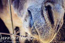 Donkey Donkeylips Lips Whiskers Animal Springbreak2016 Pettingzoo Gatlinburg Jenniferwellsphotography Photography Photographer Wellness