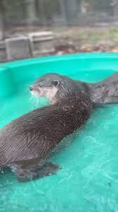 After a cleaning, Marty & Turnip play in their pond while it fills up!