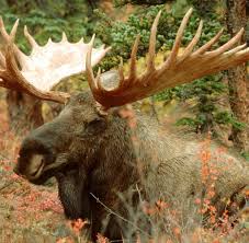 Elche (/ ˈ ɛ l tʃ eɪ /, spanish: Tiere Was Der Elch In Brandenburg Zu Suchen Hat Welt