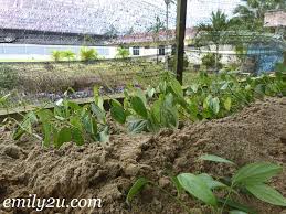 Hiring full & part time. Sarawak Pepper From Emily To You