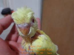 Www Tepelimuhabbetkusu Wordpress Com Tepeli Muhabbet Tepeli Muhabbet Kusu Crested Budgies