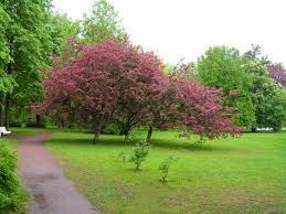 Check spelling or type a new query. Pokok Hiasan Untuk Taman Nama Penerangan Dan Gambar Pohon Yang Paling Indah Untuk Reka Bentuk Landskap