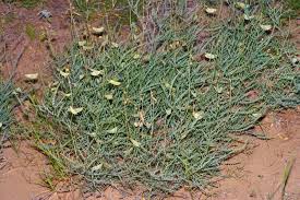 Image result for Erythrostemon