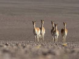 Las soluciones del juego wow nivel 105.este juego es desarrollado por fugo, contiene ileno de niveles. Atacama Wuste In Chile 16 Sehenswurdigkeiten Reisetipps