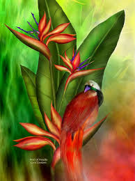 By 83 oranges® art shop. Birds Of Paradise Mixed Media By Carol Cavalaris