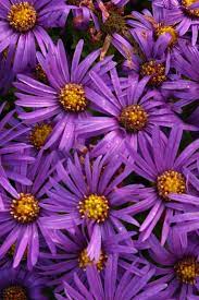 Aster Plants For Sale Plants Plant Sale Aster Flower