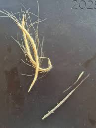 Image result for Sehima