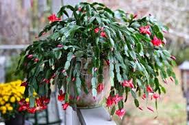 Flowers in red, white, yellow, pink, or purple appear at the tips of these branches and measure up to 3. 6 Beautiful Holiday Cactus Types To Grow Indoors Balcony Garden Web