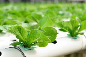 To have a continuous supply of fresh, tender mustard and turnip greens, make two or three plantings 10 days apart. How To Plant Mustard Greens With Wick Hydroponic System Hydroponic Farming