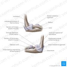 Elbow Joint Anatomy Ligaments Movements Blood Supply