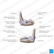 elbow joint anatomy ligaments movements blood supply