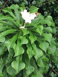 Fiddle Leaf Plumeria Plumeria Pudica Fiddle Leaf Plumeria Is Subtropical Shrub That Has Bright White Flowers 12 Mo Plumeria Pudica Plumeria Types Of Flowers