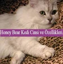 kedi cinsleri ve ozellikleri panosundaki pin