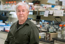 Cell walls perform many functions for plant, algal, and fungal cells. Plant Cell Walls Stretch But Don T Break Growth More Complex Than Once Thought Penn State University