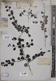 Image result for Scutia myrtina