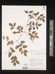 Image result for Ampelocissus multistriata