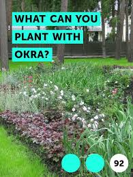 what can you plant with okra plants okra plant