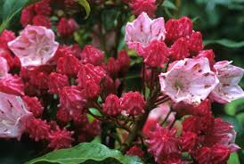 Vigorous, compact evergreen shrub with glossy green leaves. Great Plant Picks Unbeatable Plants For The Maritime Northwest Garden